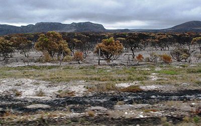 Alien plants drive Overberg wildfires