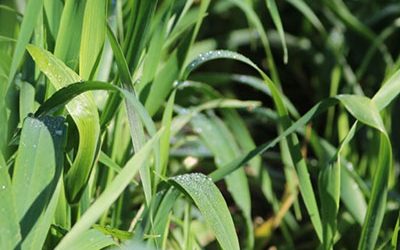 Discussing the green economy in the Overberg