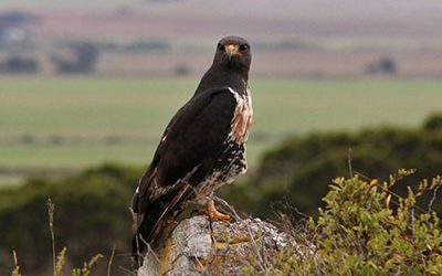 Managing the Overberg landscape collaboratively