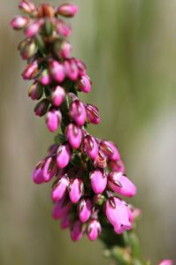 The Overberg - Agulhas Biodiversity Initiative