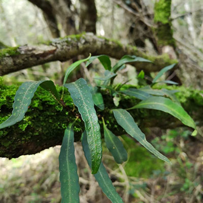 5 Overberg forests that are easy to visit